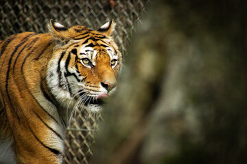 Cache-Tigre