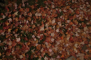 Autumn leaves on the ground
