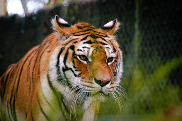 Oeil de Tigre