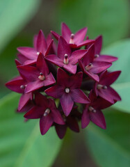 Deep red star flowers bloom