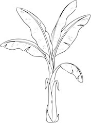 Black and white line art illustration of a tropical banana plant with large leaves.