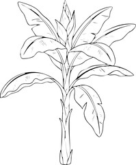 Detailed Line Art Drawing of a Tropical Banana Plant with Large Leaves and Bud.