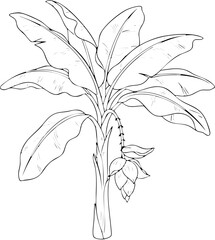 Detailed Line Art Illustration of a Tropical Banana Plant with Flower.