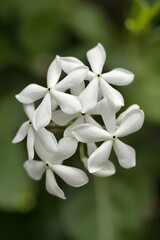 Obraz premium A delicate cluster of small white star shaped flowers with five petals each set against a soft blurred green background highlighting their intricate beauty and natural elegance