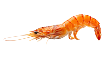 Close up of a cooked shrimp isolated on transparent background