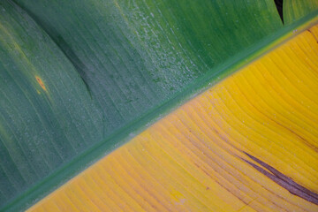 Banana leaf close up, half green and half yellow surface with visible texture and natural veins under soft daylight, tropical contrast symbolizing growth and aging, agriculture and eco design industry