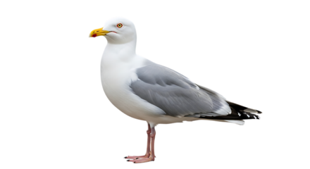 A single seagull standing on one leg isolated on transparent background