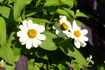 White daisies with green leaves in planter