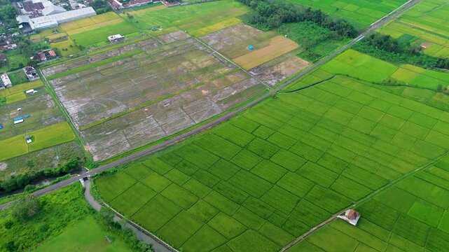 The Beauty of Terraced Rice Fields in Mount Kawi Malang | Aerial Drone View