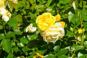 Single white rose blooming in summer garden