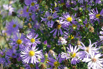 Fototapeta premium Purple wildflowers blooming along sunny path