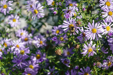 Dense patch of purple aster wildflowers