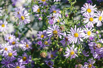 Field of pale lilac asters in sunlight