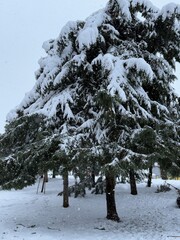 Large evergreen tree covered with snow. The ground and branches are fully layered with snow during winter.