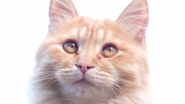 Potrait of cute stray cat.