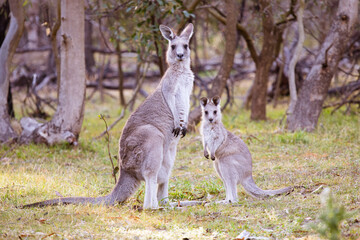 Kangaroo and Joey in Gresswell Nature Conservation Reserve Australia