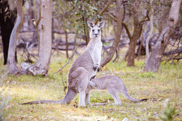 Kangaroo and Joey in Gresswell Nature Conservation Reserve Australia