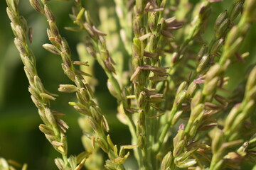 Topo do pé de milho, galhos de cereal verde em desenvolvimento em meio a plantação 