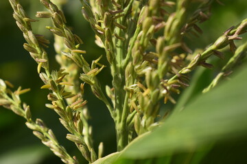 Panicula do milho vista de perto, grão de pólen do topo da planta