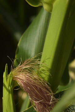 Parte feminina da planta de milho vista de perto