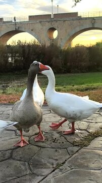 Escena de gansos en entorno urbano pac&iacute;fico
