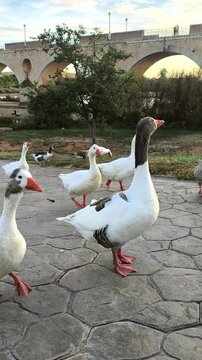 Gansos junto al r&iacute;o Guadiana en Badajoz

