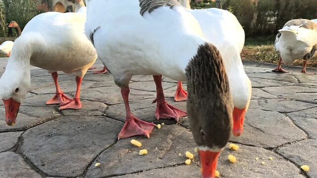 Paseo matinal con gansos en la ciudad
