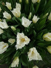 Les fleurs sont d'un blanc pur et présentent la particularité d'avoir des bords de pétales...