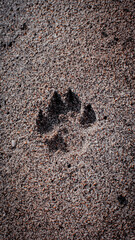 dog footprints on the beach sand
