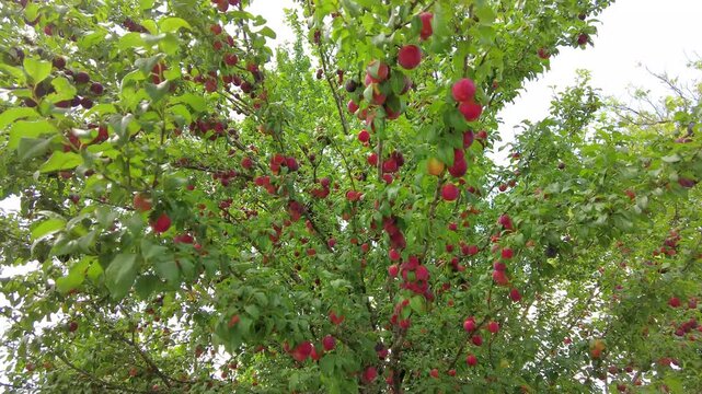 Ripening plums on the tree, Tskaltubo, Georgia