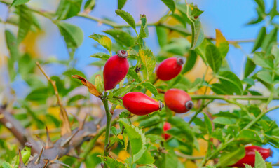 Rote Hagebutten vor blauem Himmel Makro