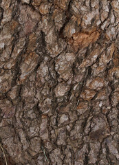 Closeup texture of natural tree bark background. Rough surface of trunk.