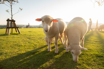 Cute Sheeps in sheep farm in Chiang Rai province of Thailand. Sheep is a farm animal with thick wool that eats grass and is kept for its wool, skin, and meat.