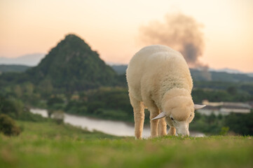 A fat chubby Sheep eating grass in rural area of Chiang Rai province of Thailand. Sheep is a farm animal with thick wool that eats grass and is kept for its wool, skin, and meat.