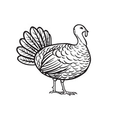Naklejka premium Sketch of a proud turkey with detailed feathers and a fanned tail.