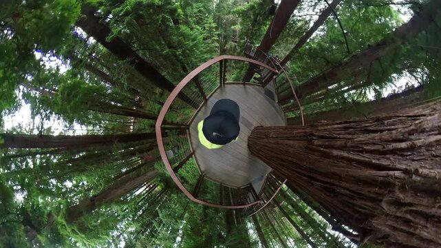 Redwood Forest Skywalk Walking POV Tiny Planet 03 California USA