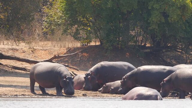 many hippos take a sunbath on the shore 783