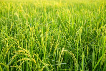 Close up of green rice field with young paddy plants growing in natural sunlight, showing agricultural landscape, organic farming, and countryside environment during the growing season.