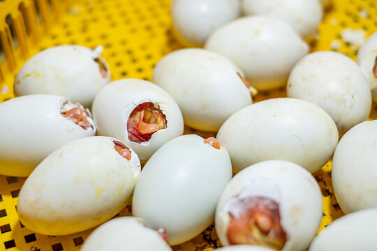 Close up of duck eggs with embryos partially hatched in an incubator, showing the process of duck hatching and poultry farming industry concept with selective focus and natural lighting.