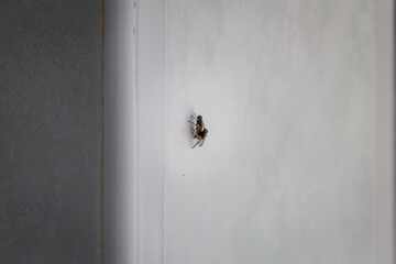 Two houseflies mating on white wall captured indoors in detailed macro view
