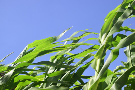 Folhas de milho verde balan&ccedil;o ao vento. Palha da planta em milharal em linhas verticais de movimento