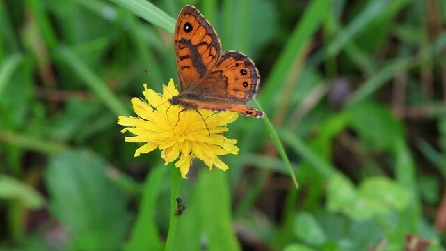 Lasiommata megera or wall brown buttefly on hawkweed blossom
