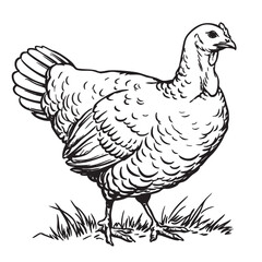 Naklejka premium Black and white sketch of a standing hen or turkey on grass.