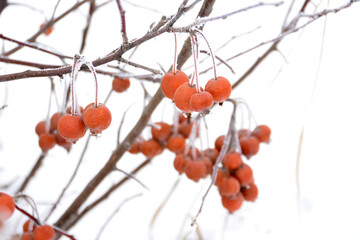 Frosted Red apples on Icy Winter Branches