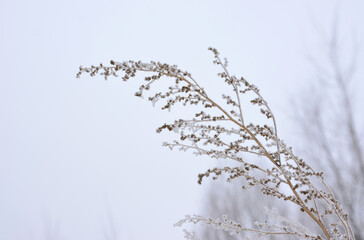 Frost-Kissed Winter Plant isolated on white background