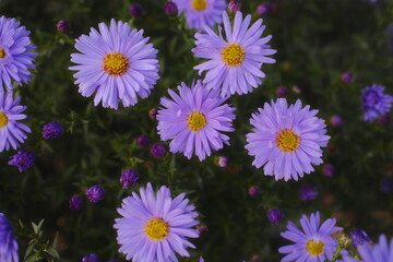 Several purple aster flowers are in bloom among their buds and green foliage.