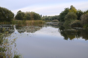 Calm water reflects trees and reeds at Neris River.