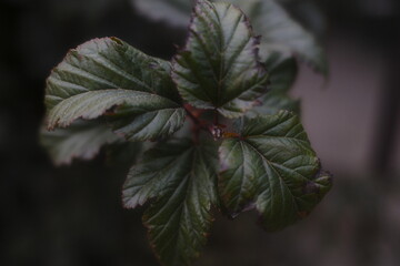 Close up of fresh, detailed leaves. Dark background. Nature in natural light.