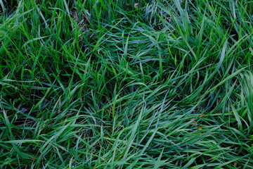 Close view of green grass, filling the entire scene. Outdoors in daylight.