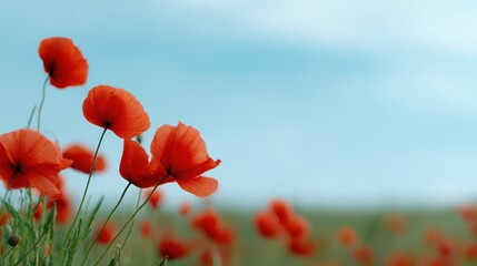 Obraz premium Vibrant Red Poppies Gently Swaying in a Bright Landscape Field
